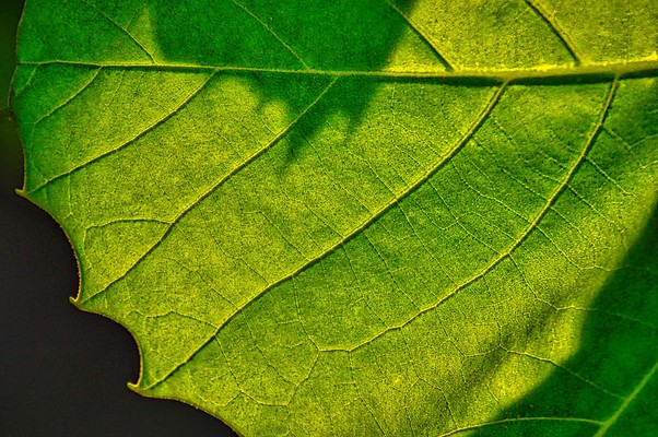 Leaf