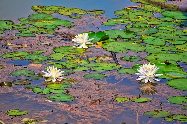 Waterlilies Pond