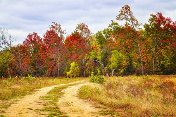 Golden Canopy of Autumn