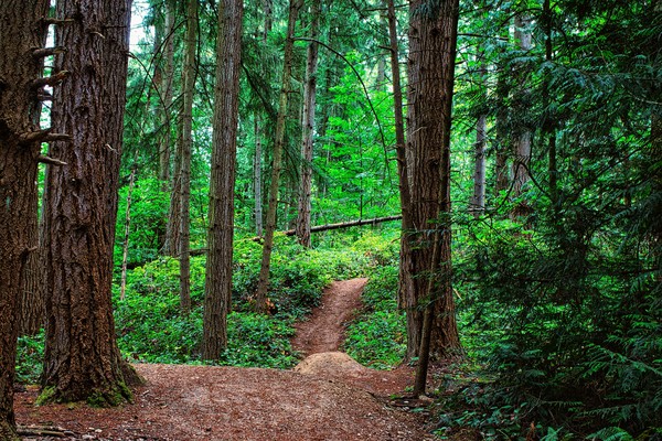 Tall Trees
