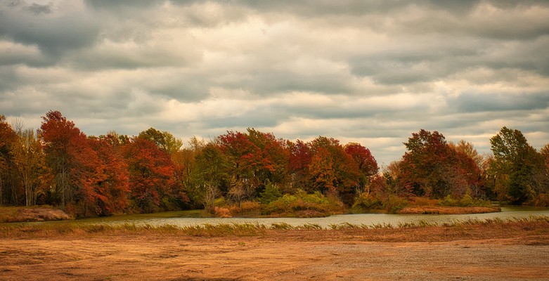 Trees Bowing to Autumn
