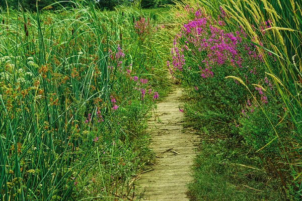 Wild Flowers Trail