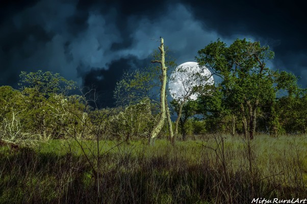 Singing Moon
