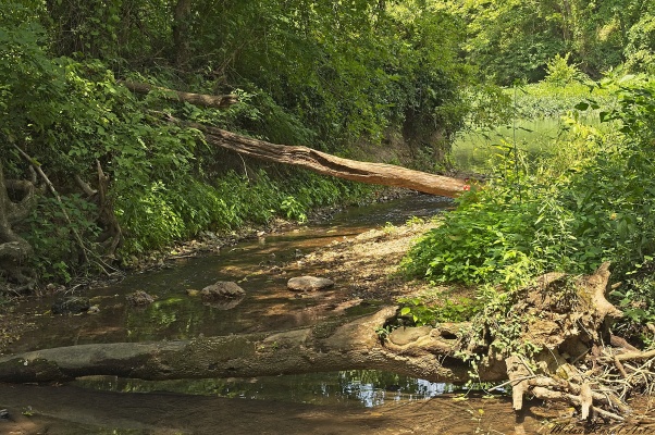 Old Fishing Trail