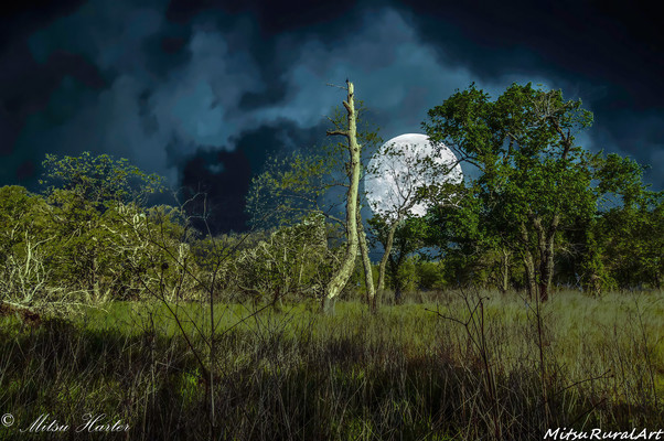 Singing Moon