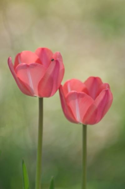 Red Tulips