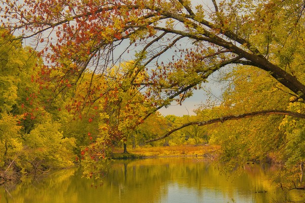 Golden Leaves
