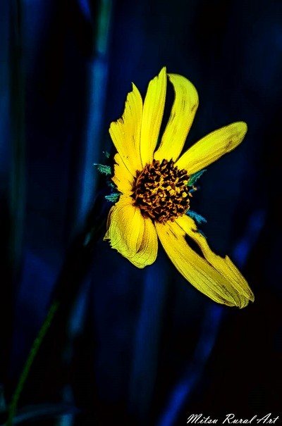 Summer Flower