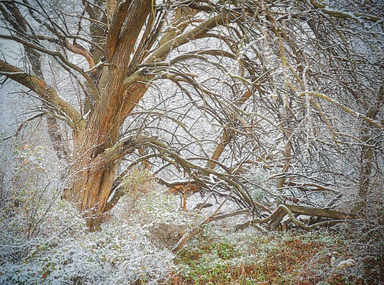 Winter Trees