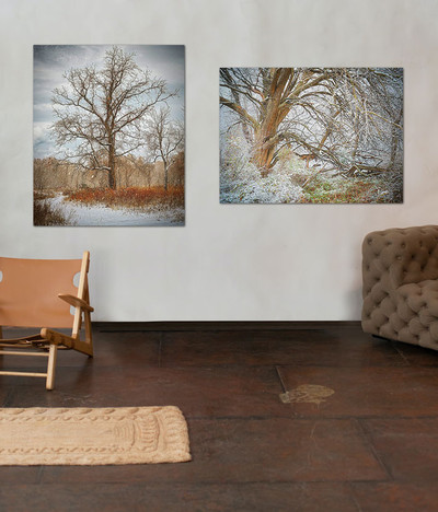 Winter Tree Collection